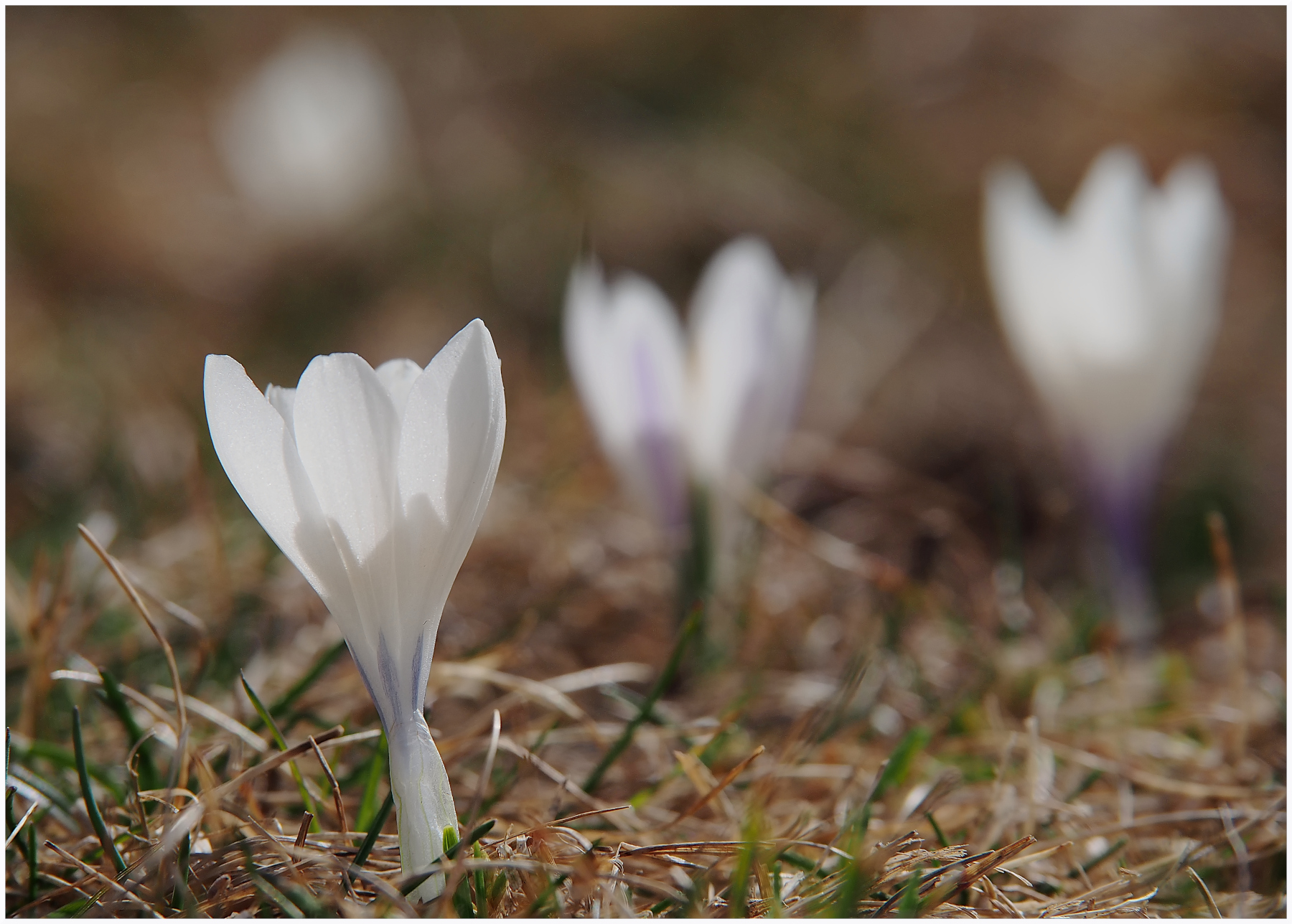 Primavera alpina