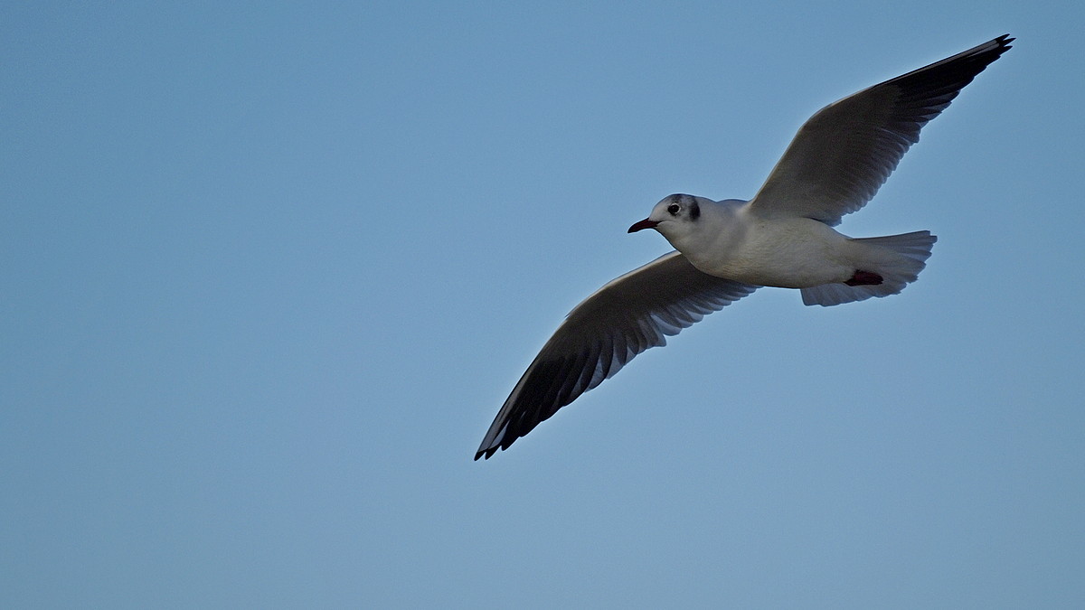 Gabbiano in volo (2)