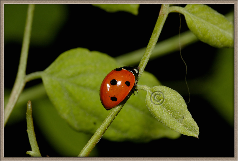 Coccinella