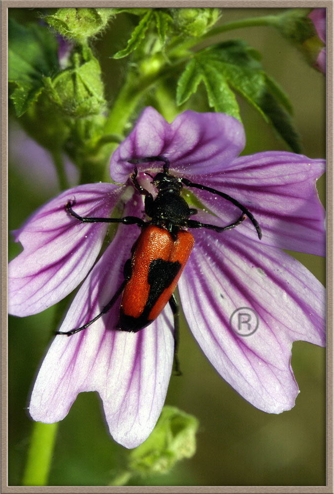 Pyrochroa coccinea