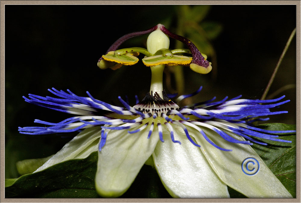 Fiore Alieno (Passiflora)