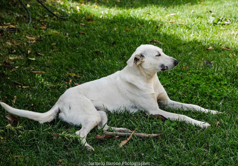 Dog
