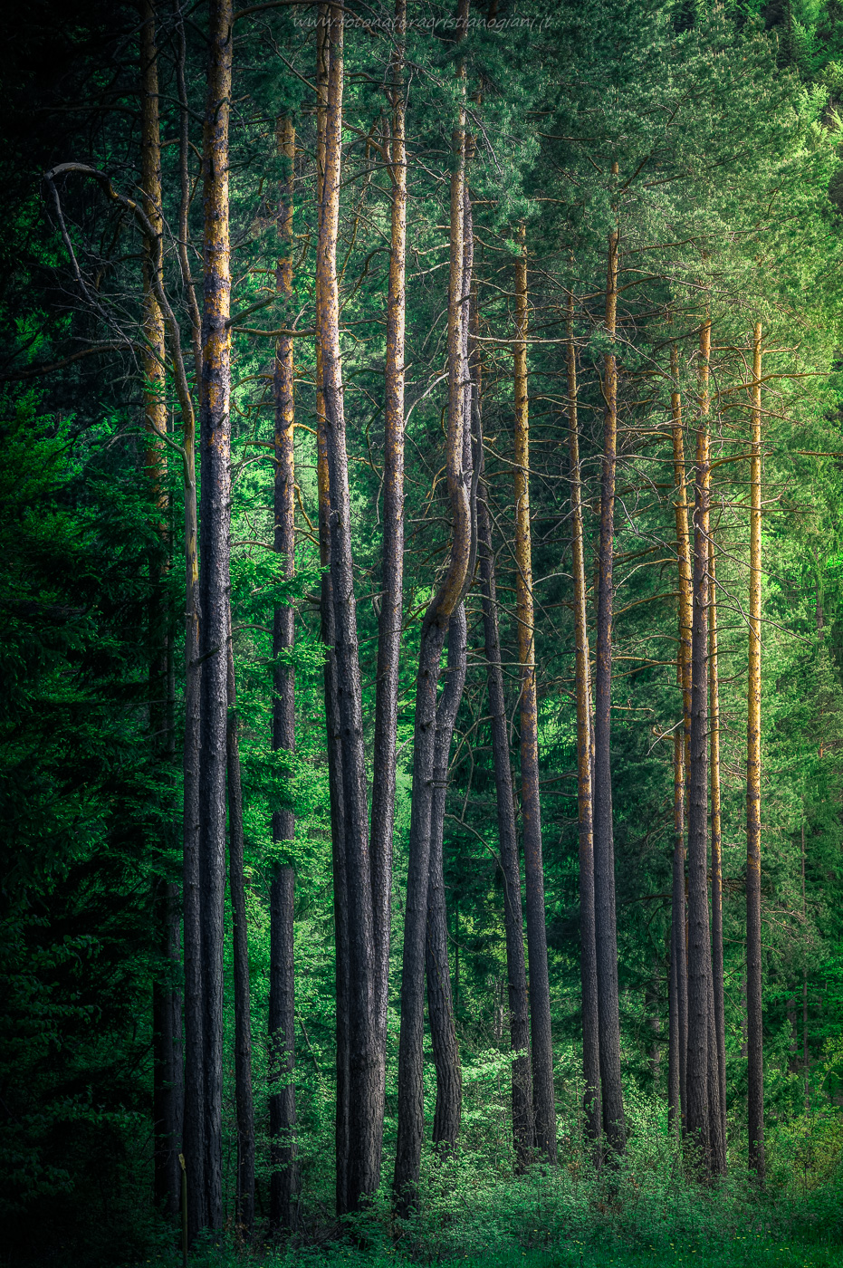 Nel bosco, in primavera