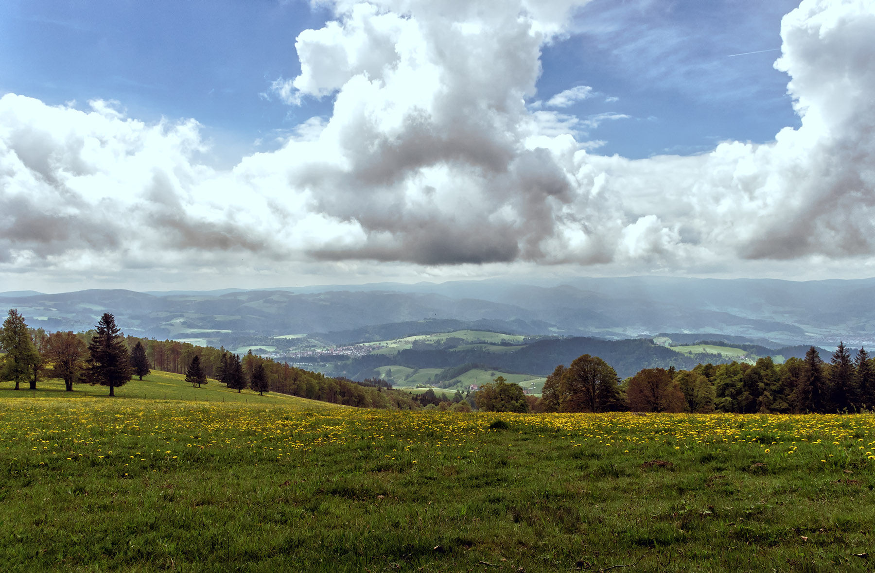 Pascolo correzione colore