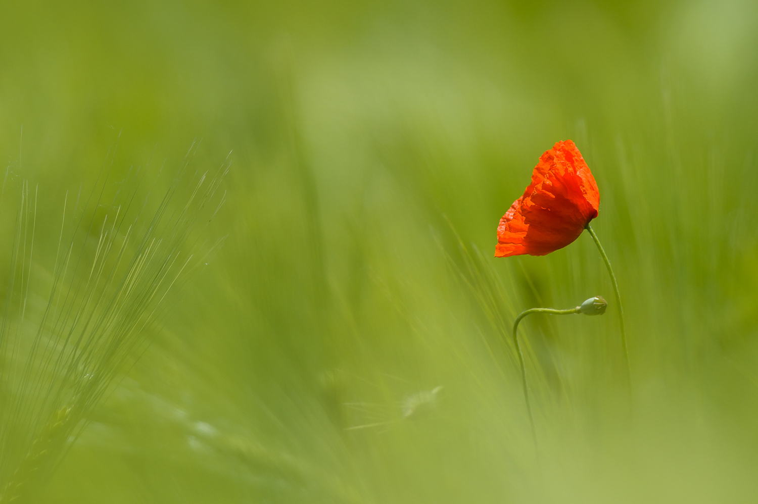 Il solitario