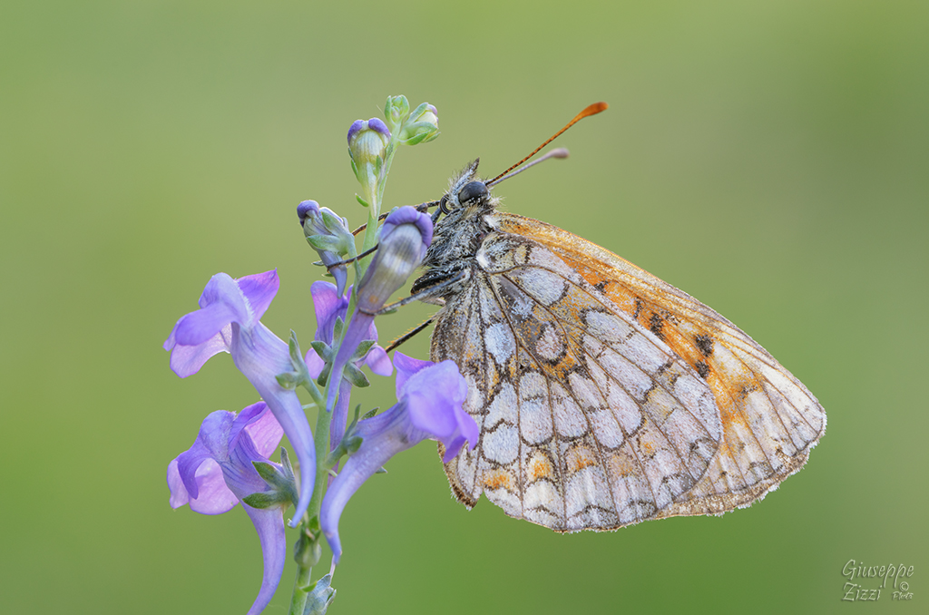 Melitaea varia