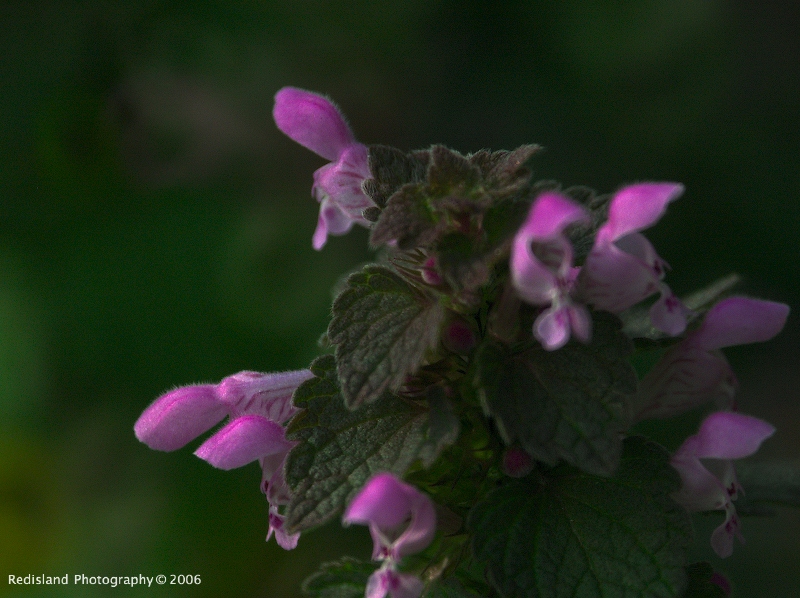 Macro Tamron 500 SP 3
