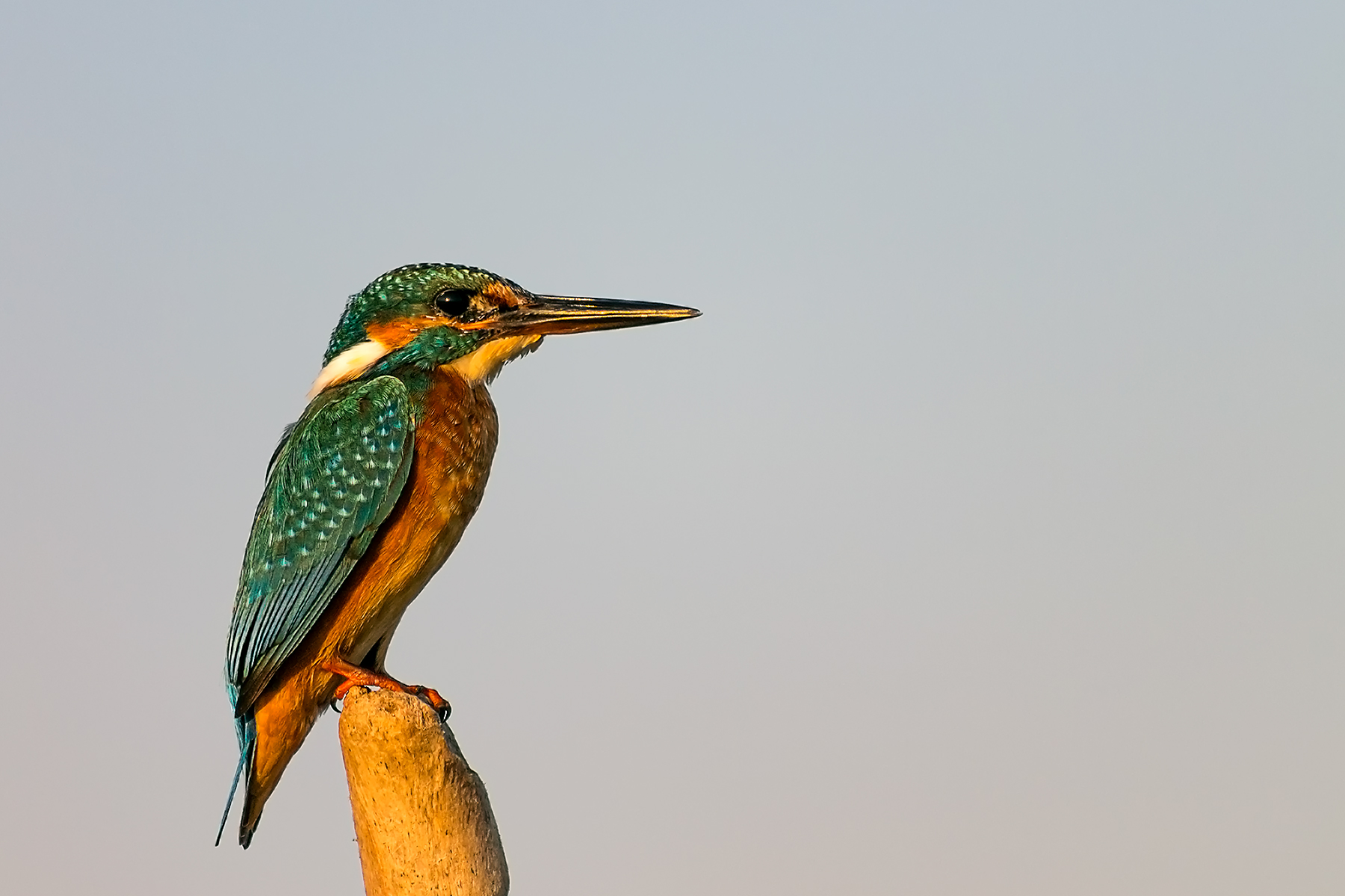 L'attesa del Martin Pescatore