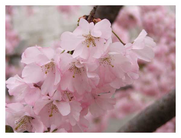 Fiori di pesco