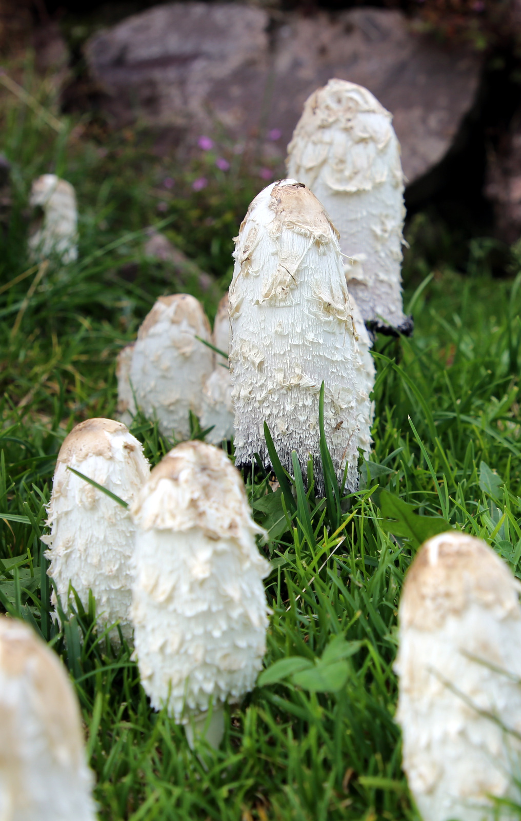 FUNGUS PENICUS II