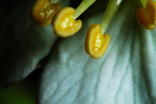 Pistilli di fiori di fragola selvatica