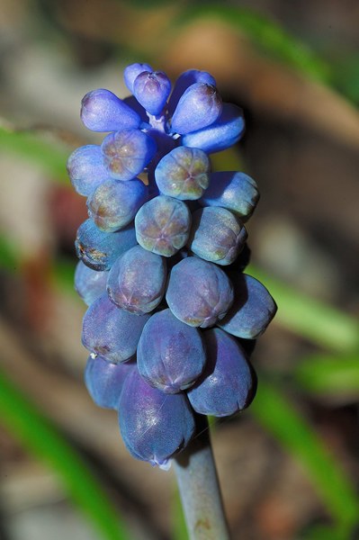 Muscari