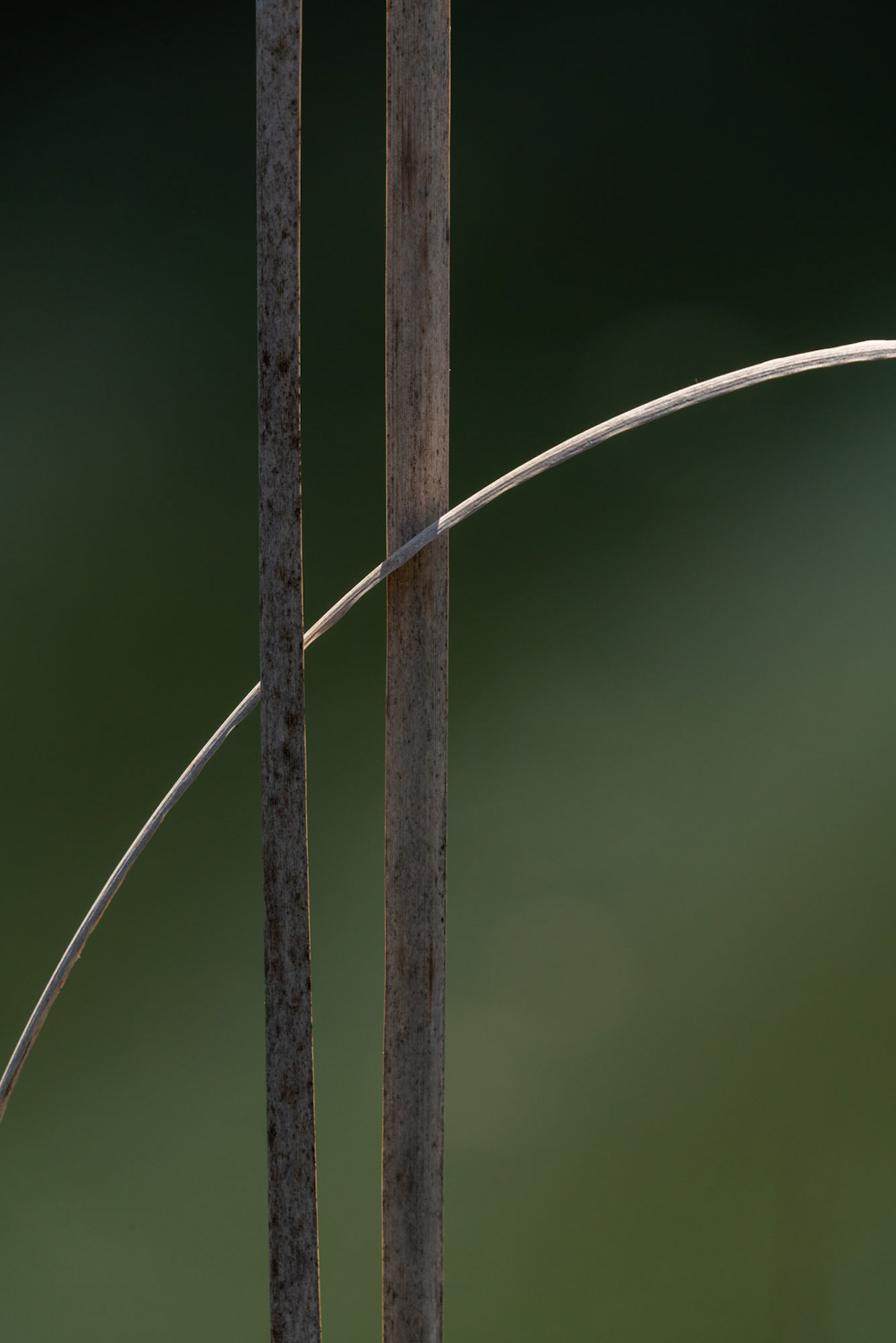 Geometrie