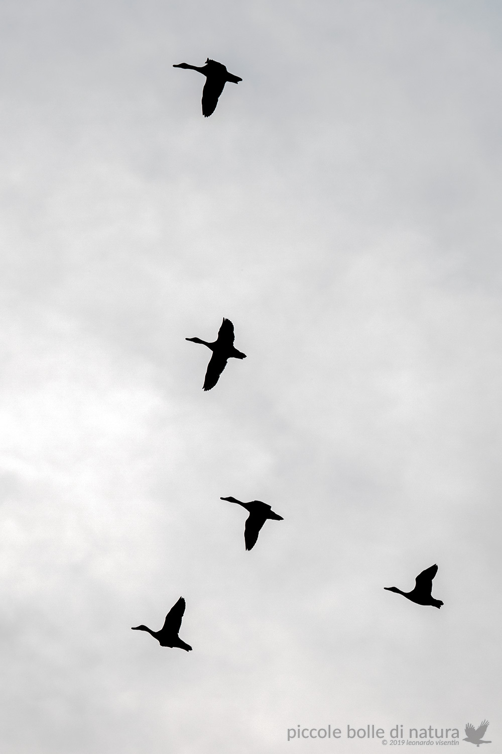 Formazione di volo