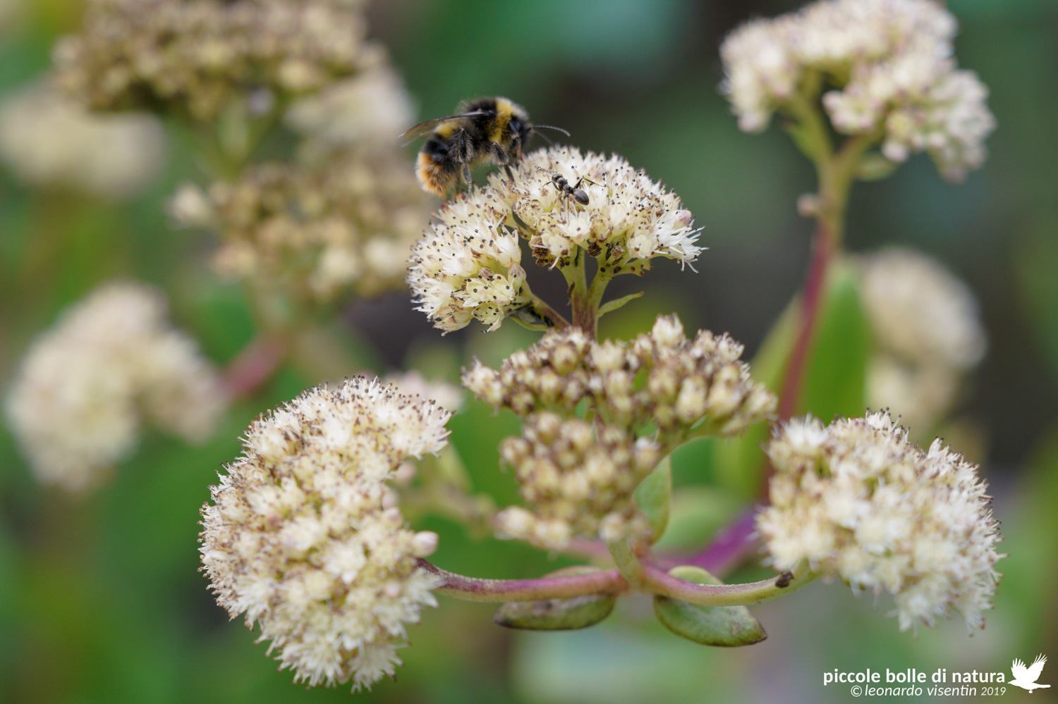 Impollinando