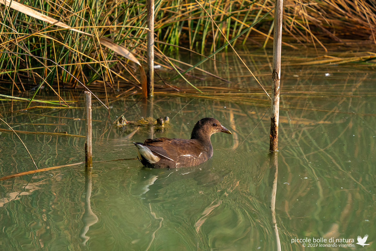 Gallinella immatura
