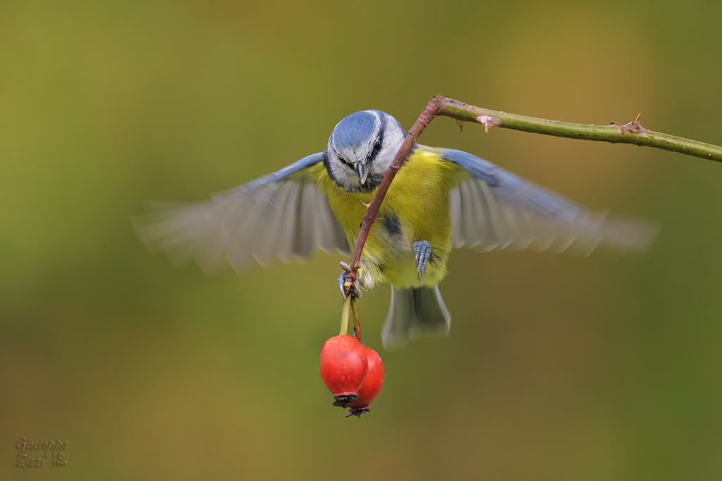 Cinciarella in azione