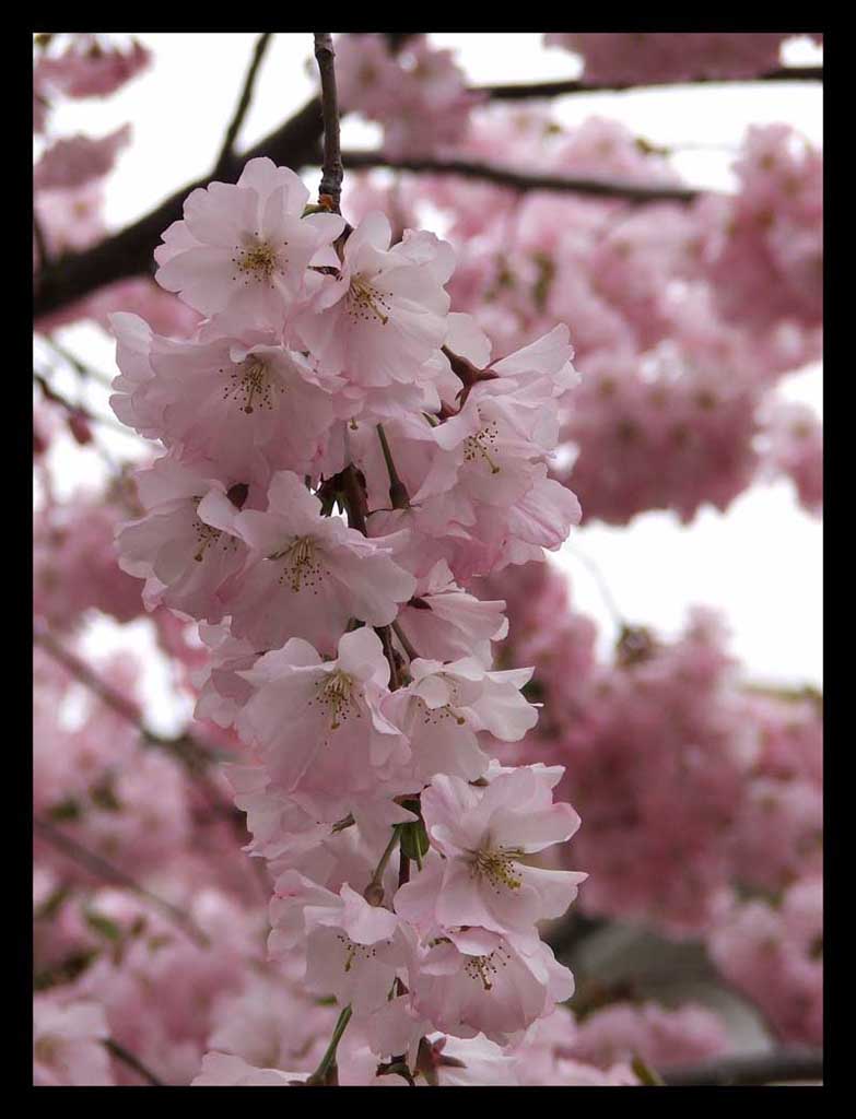 Fiori di pesco2