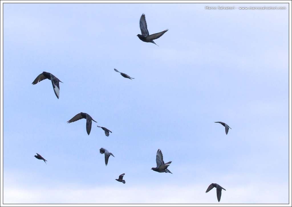 Fly