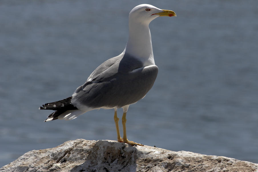 Sguardo