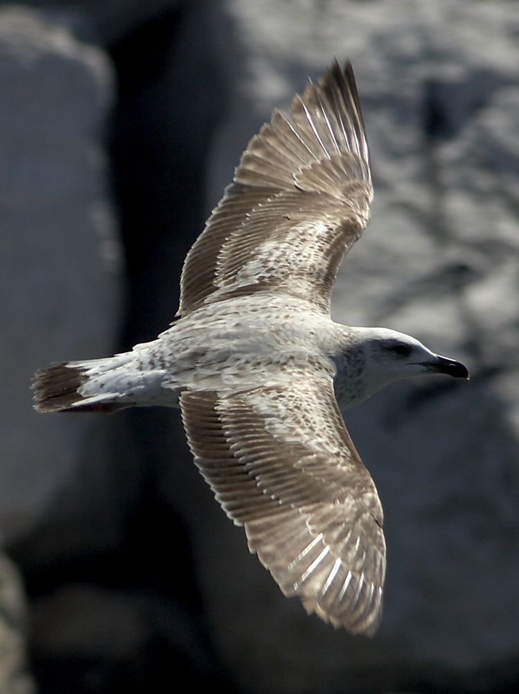 In volo 2
