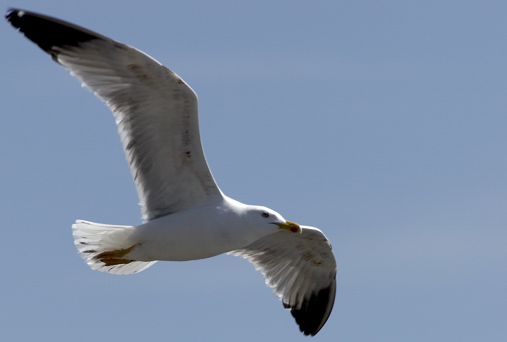 In volo 3