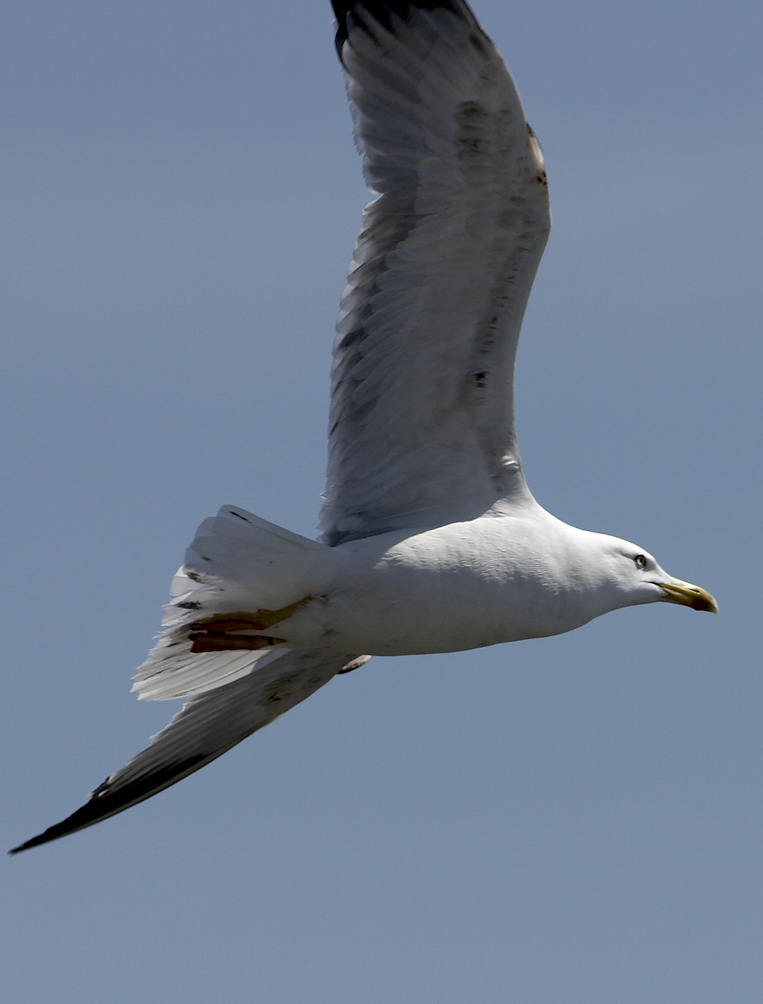 In volo 4