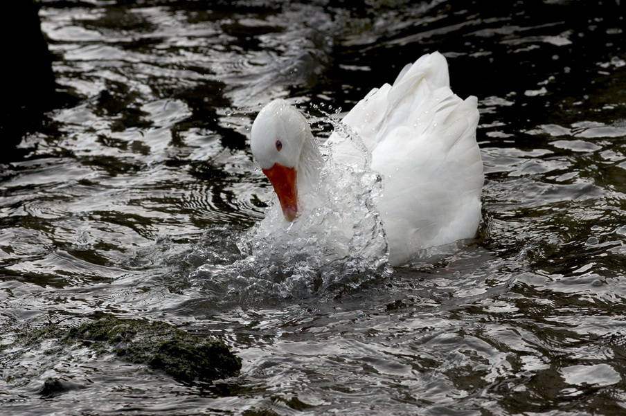 Oca in acqua