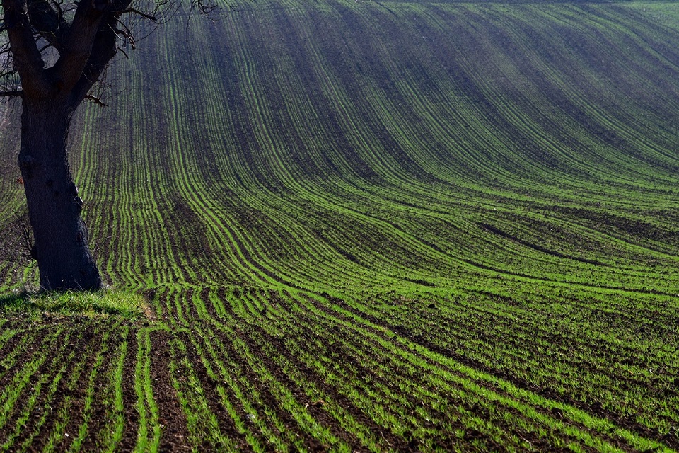 129 Contest: Verde