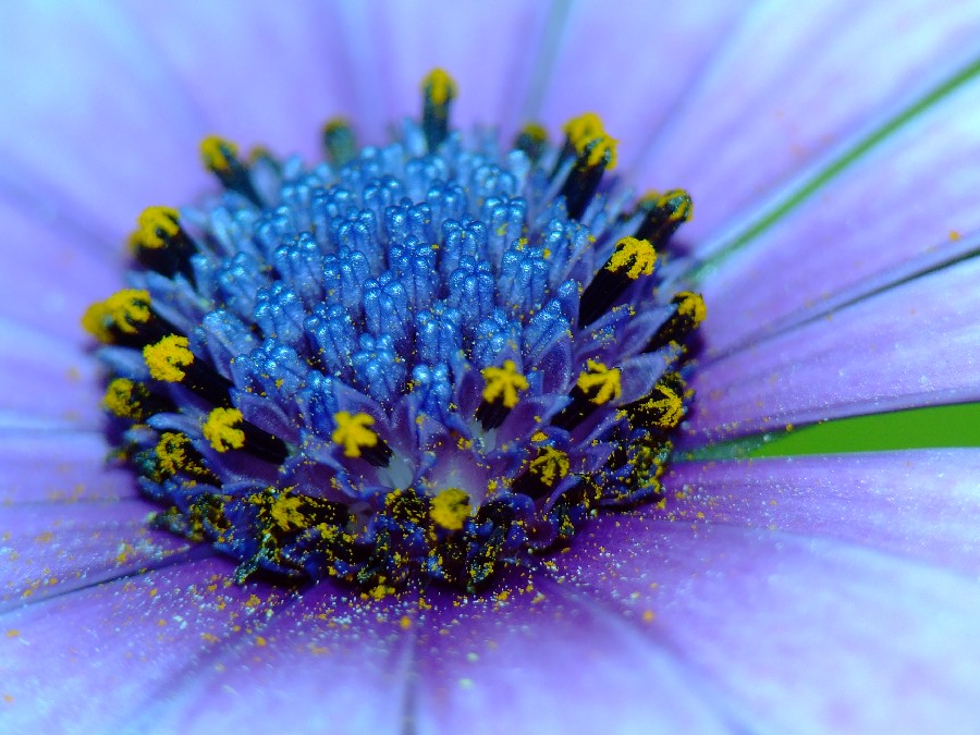 fiore blu..