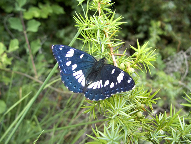 Limenitis camilla