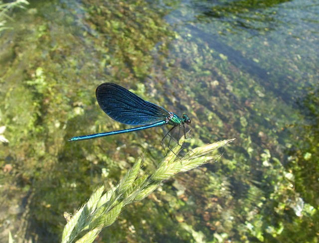 Calopteryx splendens