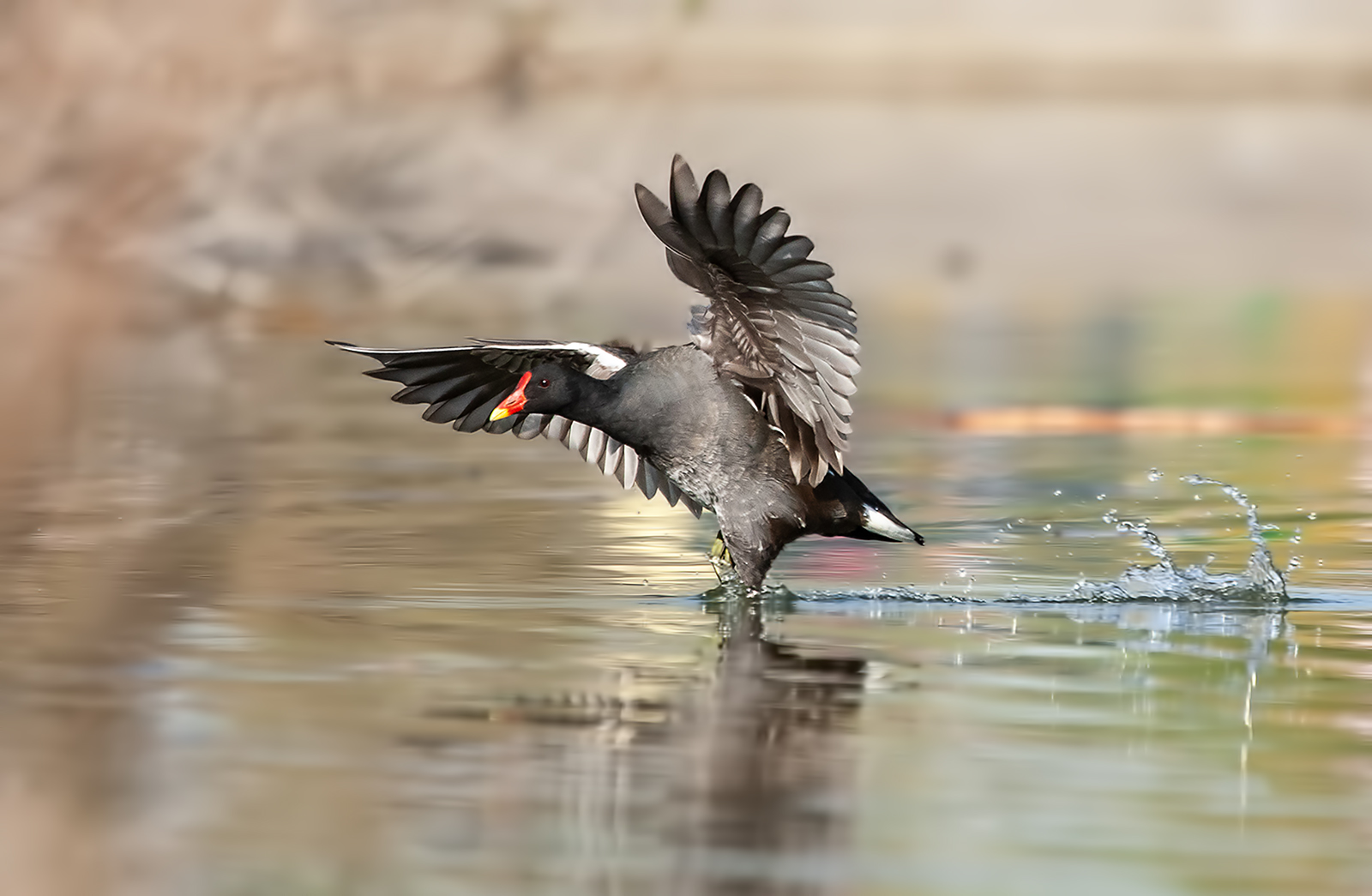 GALLINELLA