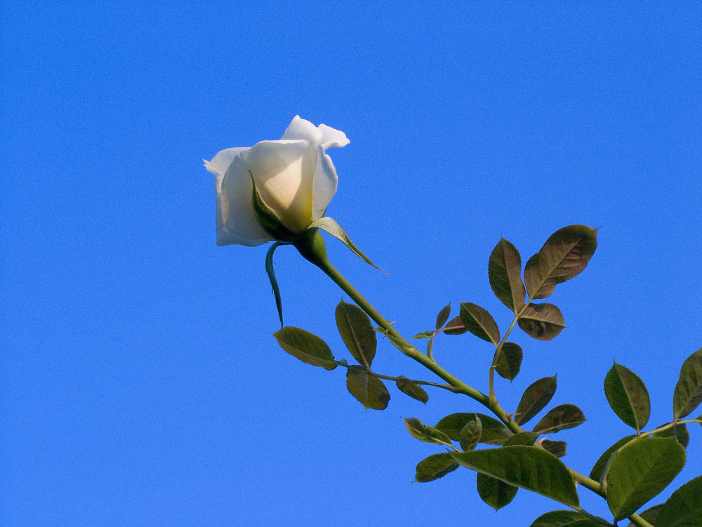La rosa bianca