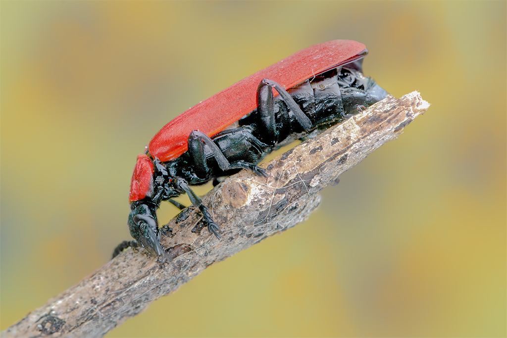 Pyrochroa coccinea