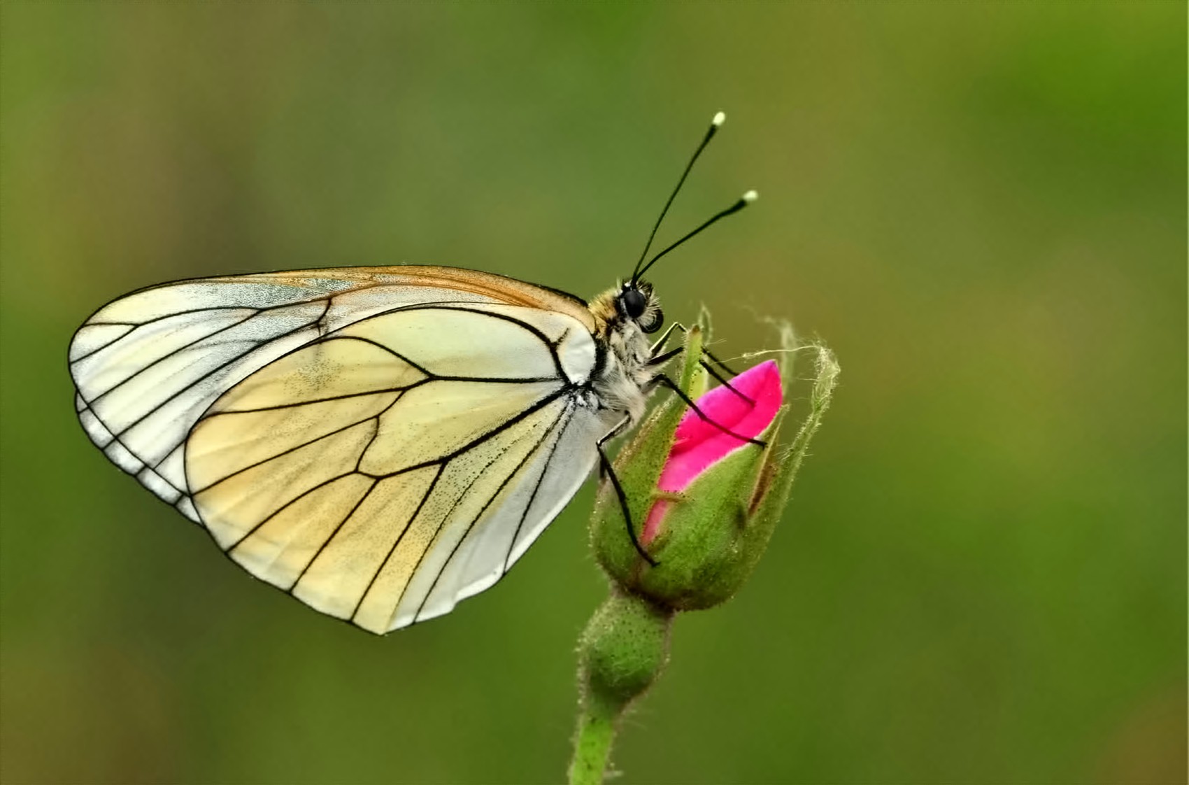 Aporia crataegi