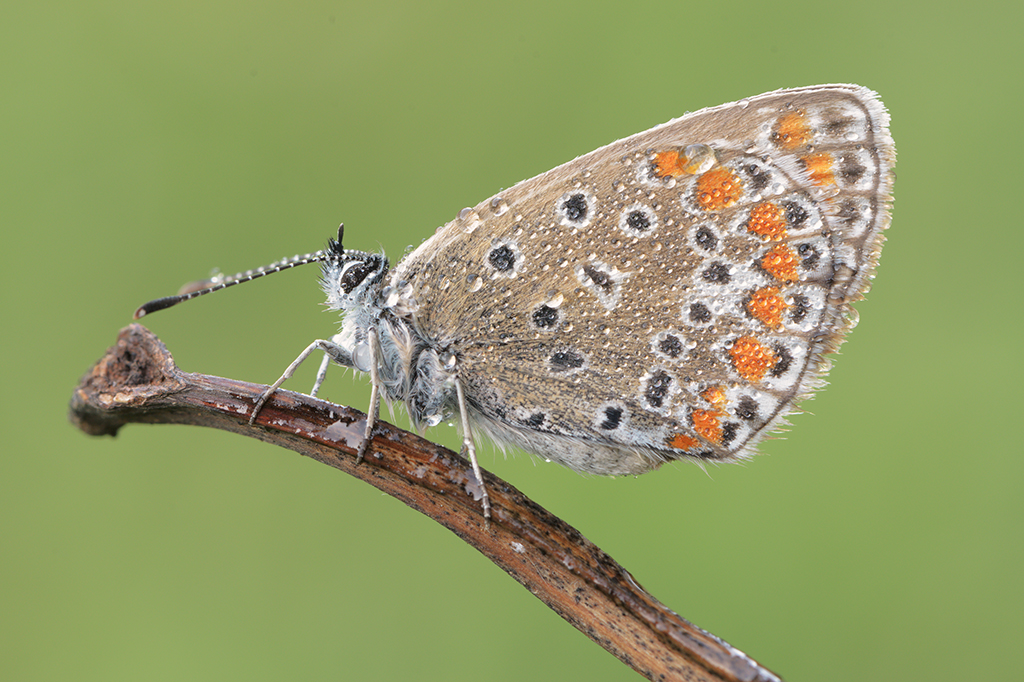 Plebejus agestis