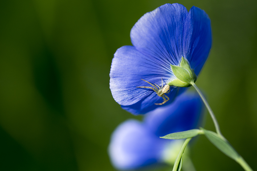 Sul blu