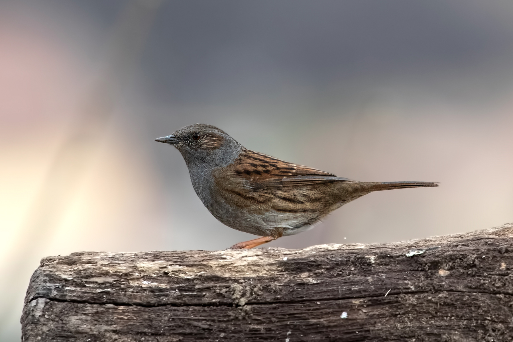 passera scopaiola
