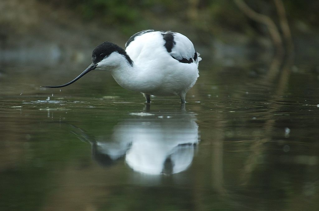 Avocetta_0001