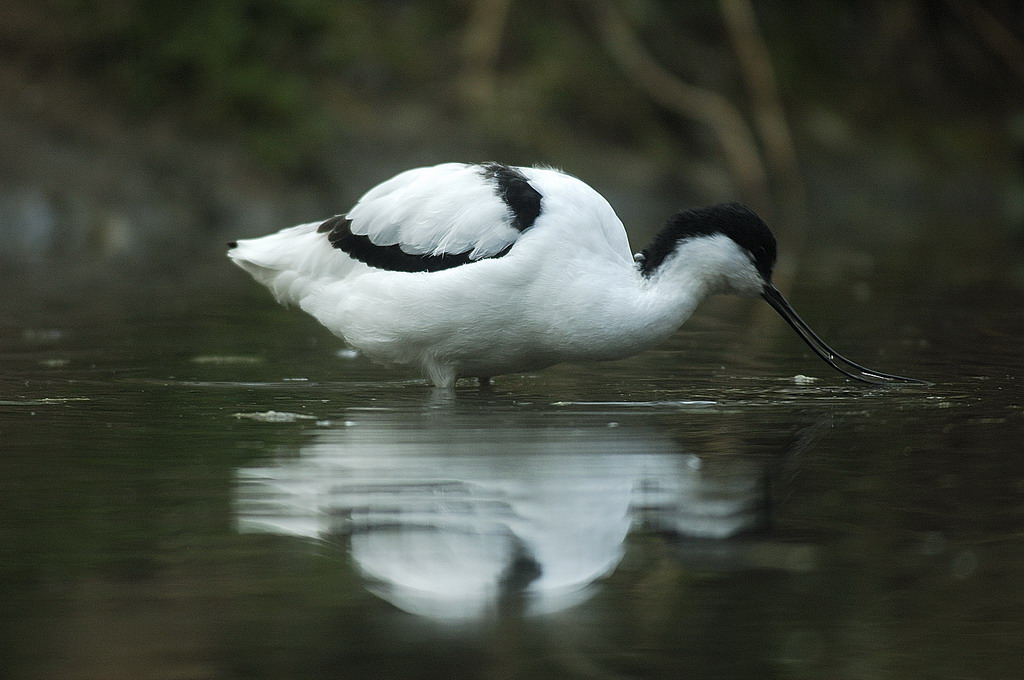 Avocetta_0002