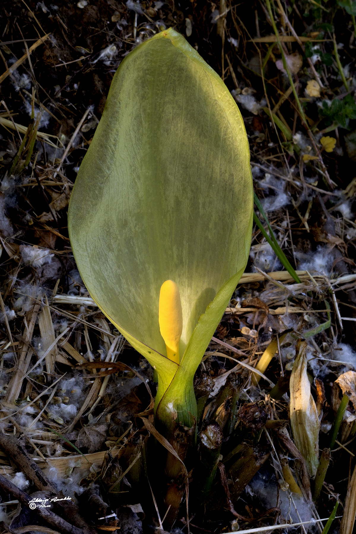 Calla selvatica.