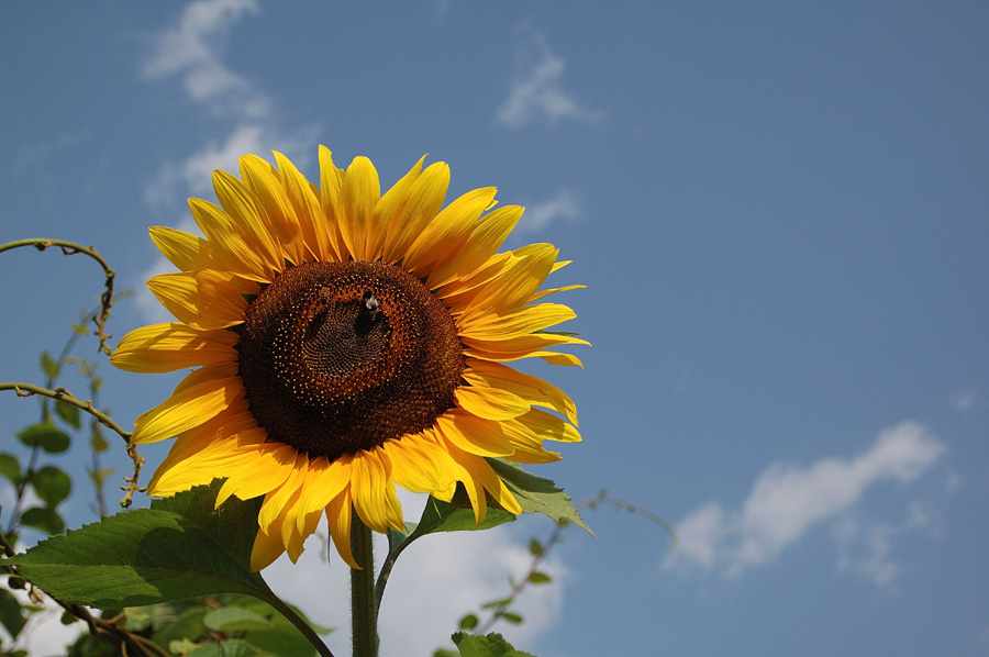 girasole