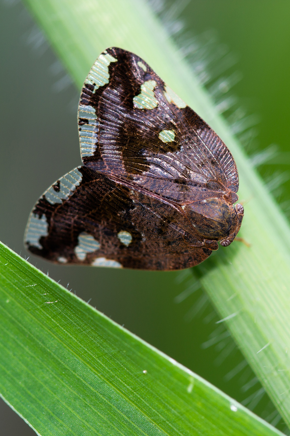 Ricania Speculum