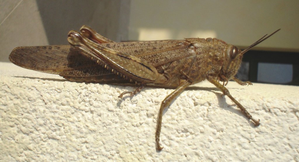 Cavalletta