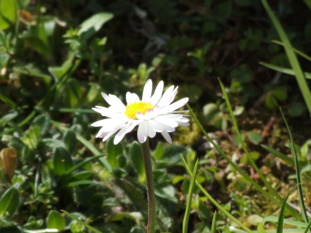 Margherita