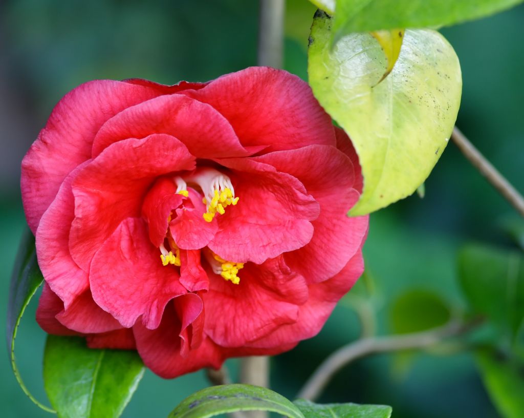 Camelia2