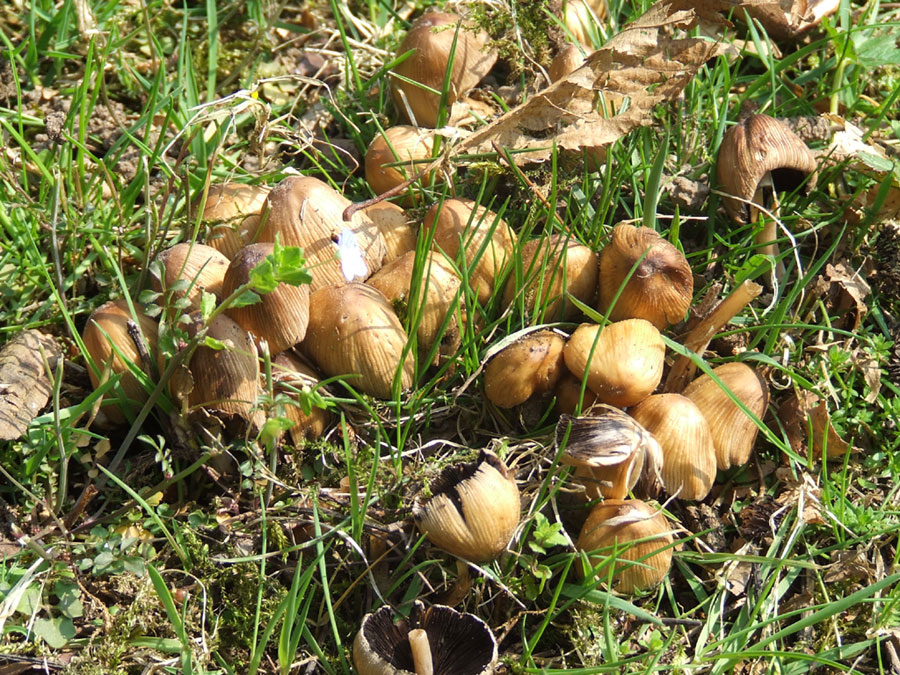 funghi primaverili