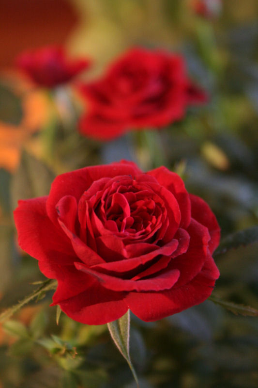 Rosa