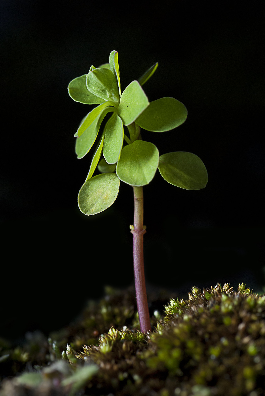 Mini life